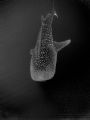 Another whaleshark from The Gladden Spit snapper spawning aggregation event, Southern Belize. Taken this morning. 