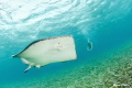 Stingray encounter 