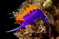 Spanish Shawl in the kelp beds, San Diego 