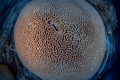 "Spinnin"
A large head of Brain Coral photographed with a slow shutter speed and twist. 