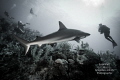 "Interaction" - Caribbean reef shark and diver 