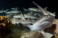 Outta My Way!
Whitetip reef sharks at night busily searching for food at Cocos Island, Costa Rica 