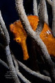 The seahorses of Roatan are stunning! 
Bright orange seahorse hiding in a gorgonian. 