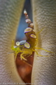 "Framed"
A Squat Anemone Shrimp framed by two arms of an anemone. 