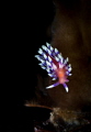 "Vibrance"
Possibly the most vibrant critter I have seen in Cayman. 