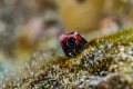 Peek-A-Boo
A Cocos Barnacle Blenny peeking out from a hole in the coral at Cocos Island, Costa Rica. 