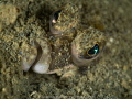 BENTHIC 