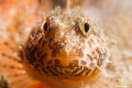 Making eye contact
— Subal underwater housing, Canon 1Dx, Canon EF100mm macro, f8, 1/125, ISO400, Inon Z240 strobe 