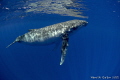 Baby Humpback Whale 