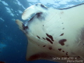 Manta ray belly pattern 