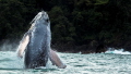 Humpback whale in Bahia Solano , Colombia 