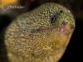 This very young (and small) goldentail eel was kind enough to pose for me in Bonaire on my last trip 