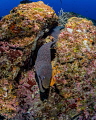 That's A Moray!
A spotted moray eel at Cocos Island, Costa Rica. 