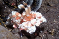 Harlequin Shrimp - Bali 