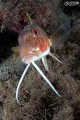 "Baffone" this goat fish was swimming towards me when I snapped this shot!!! 