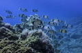 reef life - swarm passing by 