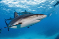 'The ocean is where I belong!'. Caribbean reef shark
— Subal underwater housing, Canon 1Dx, Canon EF8-15mm fisheye @ 15mm, f9, 1/11, ISO50, Inon Z240 