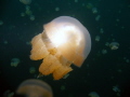 Stingless jellyfish in Jellyfish Lake, Palau. 
