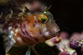 Emerald Eyes
A small blenny in the waters off of Clearwater, Florida 