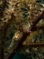 A slender filefish playing peek-a-boo from its hiding place. 