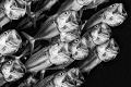 'Sing for your supper'
— Subal underwater housing, Canon 5D mk2, Canon EF100 macro, f11, 1/250s, ISO400, Inon Z240 strobes 
 