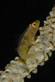 Whip Coral Goby - Watch me whip... 