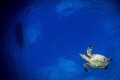 "Sky Flying"
I love interacting with Turtles mid water. Being able to include the texture of the surface and even the clouds on a clear day. 