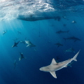 Ancient Hawaiians believed that their ancestors came back to protect them as ‘Aumakua’. Usually animals, such as a sharks or owls; aumakua have magical powers and an ability to connect human beings and the natural world. (Natural encounter) 