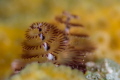 Christmas tree worm close up with a narrow depth of field. 