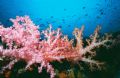 Similan Islands Soft Coral 