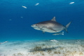 Tiger shark encounters @ Fish Tales, Bahamas 