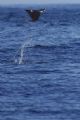 You have to be very fast to nail these Devil Rays.
They Jump out of the water, make some somersault’s and splash back into the water. 
It’s a real spectacle to see.
This shot this one at Catalina Islands Costa Rica
I used my D2X with a 400 lens.
 