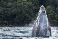 young humpback whale jumping in the ocean 