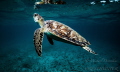 Green sea turtle coming up for air 
