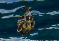 The beginning of life starts as we release baby turtles into the Gulf Stream which is located between the US and Bahamas that flows north and carries turtles on a lifetime journey. 