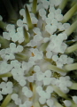 Urchin up close 