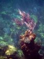 This photo was taken while snorkelling over a ship grounding site in the northern reefs of Bermuda. I loved the way the light fell on the sea fan! 