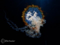 taken at the Aquarium of the Americas 