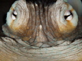 Staring Eye-to-Eye: with a Common Octopus (Octopus Vulgaris). - 