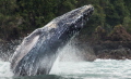humpback whale breaching 