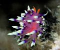 I thought this was an eye-catching nudibranch. Taken with my Nikon D70 and S&S120 strobes. I smudged the background, as it was uninteresting. 