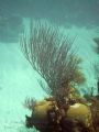 This was taken with a DC500 Pro, during a dive for a class at the Bermuda Biological Station for Research where I work. A lot of people here like it, so here's hoping!! 