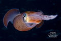 "Siphon On Dark Blue"

A Caribbean reef squid dances in front of the camera. 