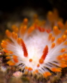 Limacia cockerelli 