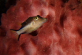 Sharpnose Puffer(Canthigaster rostrata) 