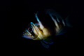 Barred Hamlet with iridescent blue face tattoos 