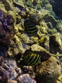 Double Sailfish Tang Surgeonfish #2, Hawaii 