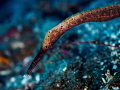 Wazzup? Double-ended Pipefish - Trachyrhamphus bicoarctatus. Padangbai, Bali 