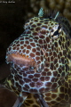 Leopard Blenny 