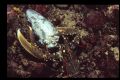 Found this Lobster when he was carrying the head of a conger eel with him to his hole.
Picture taken in the Park Telascica in Croatia 